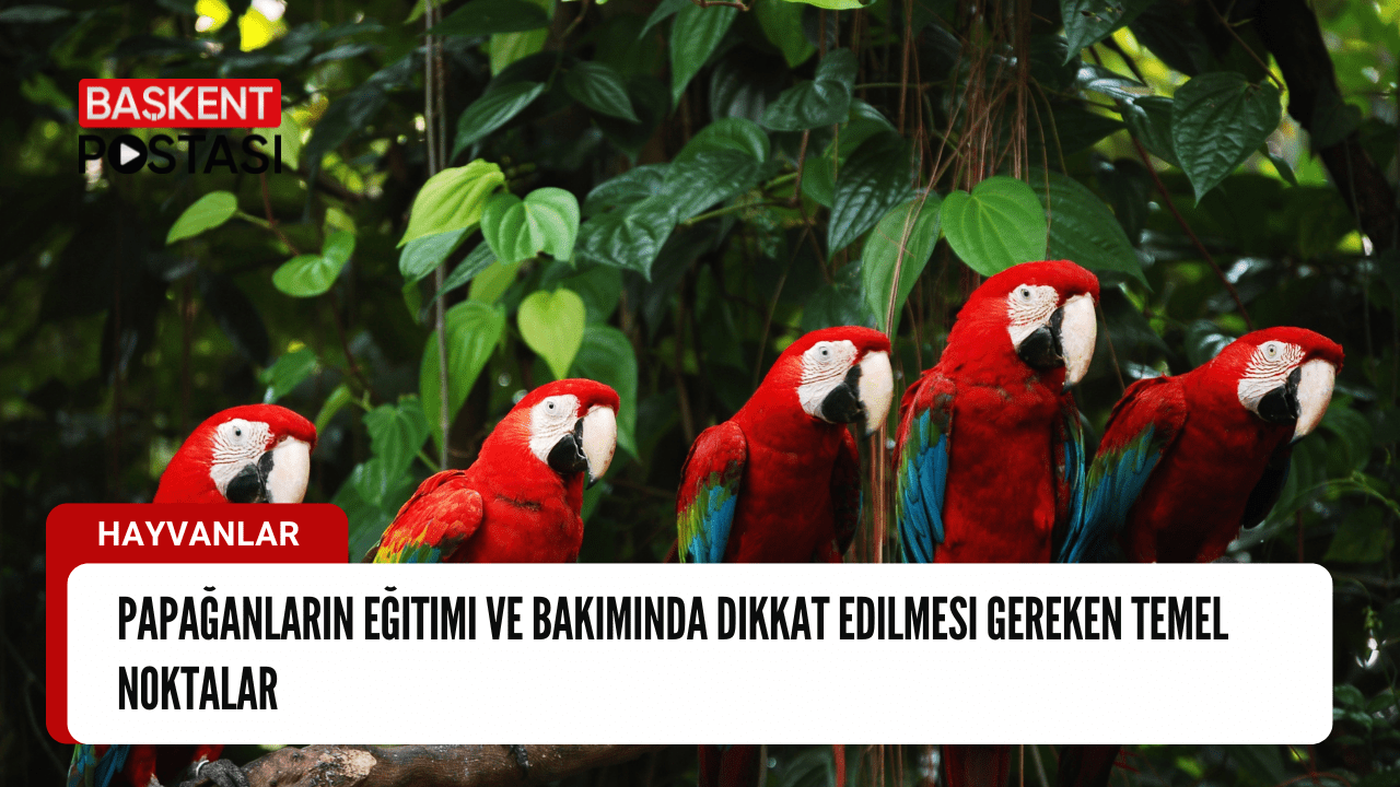 Papağanların Eğitimi ve Bakımında Dikkat Edilmesi Gereken Temel Noktalar