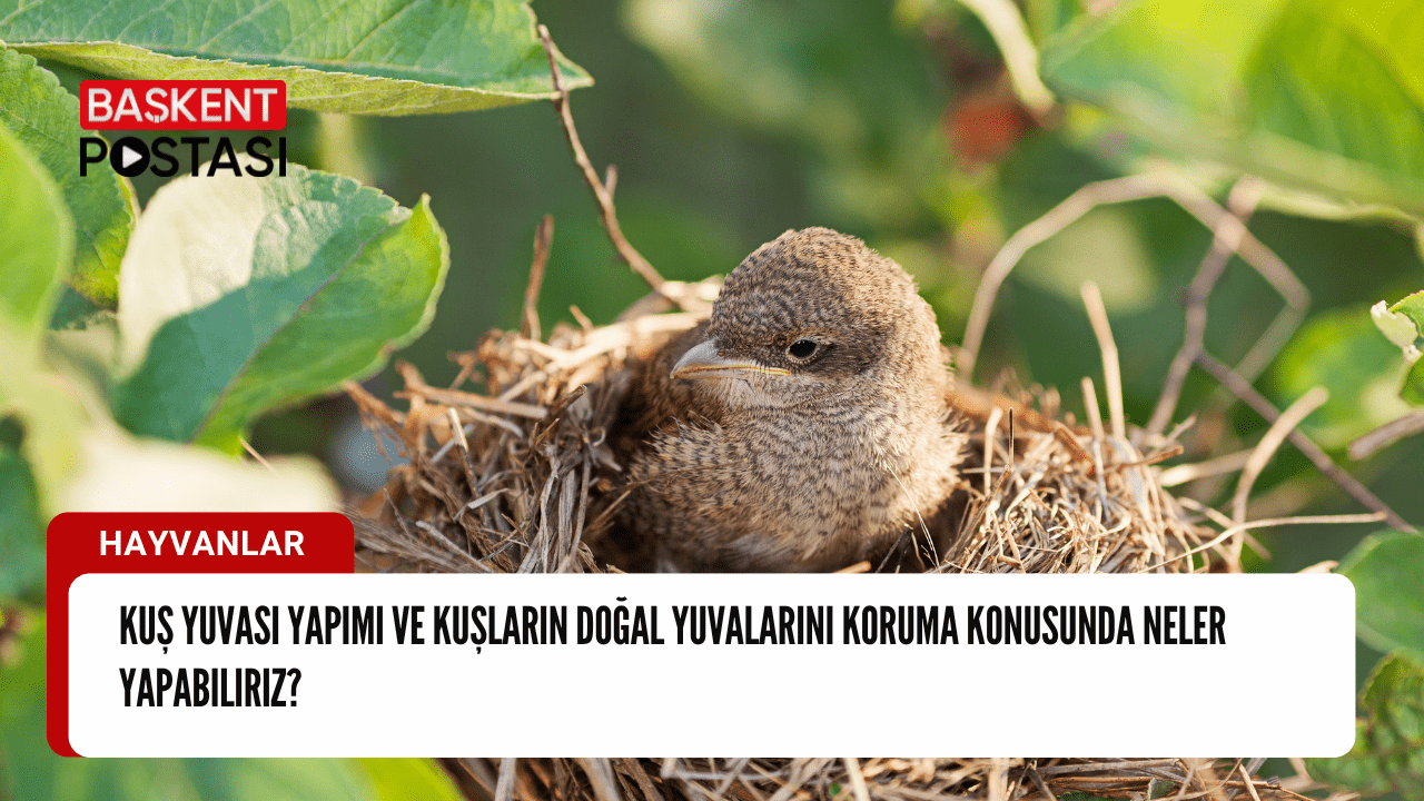 Kuş Yuvası Yapımı ve Doğal Yuvaların Korunması