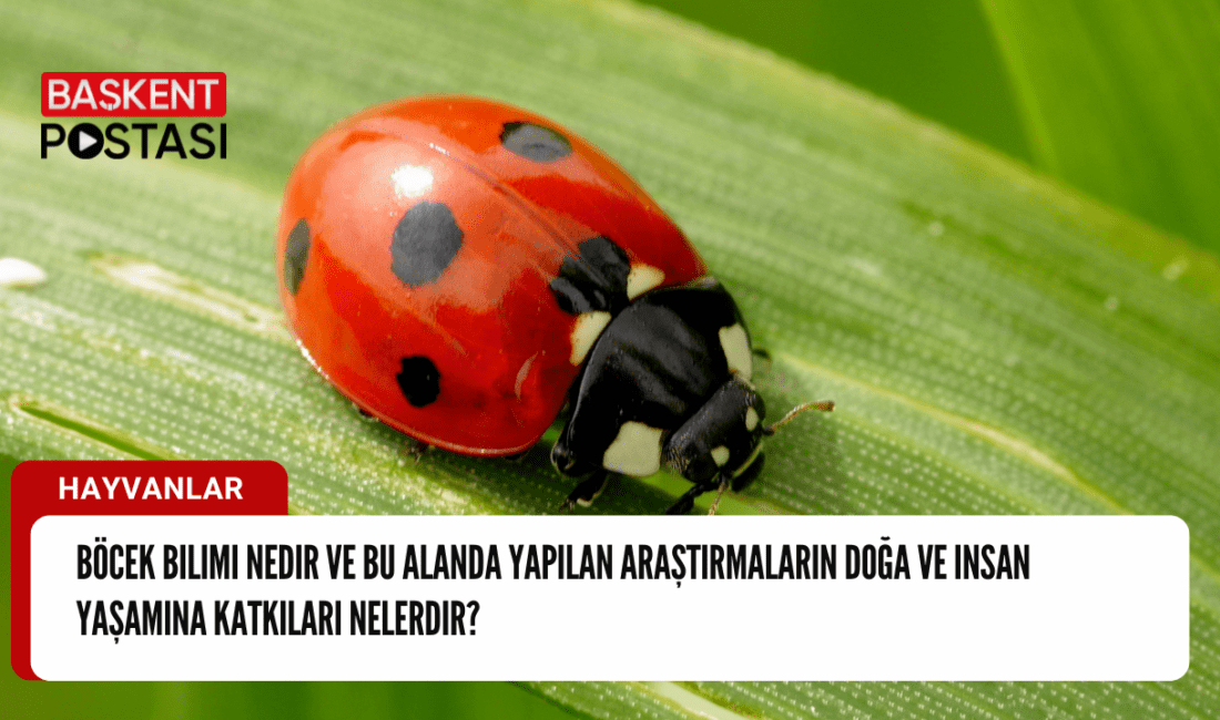 Böcek bilimi, entomoloji olarak