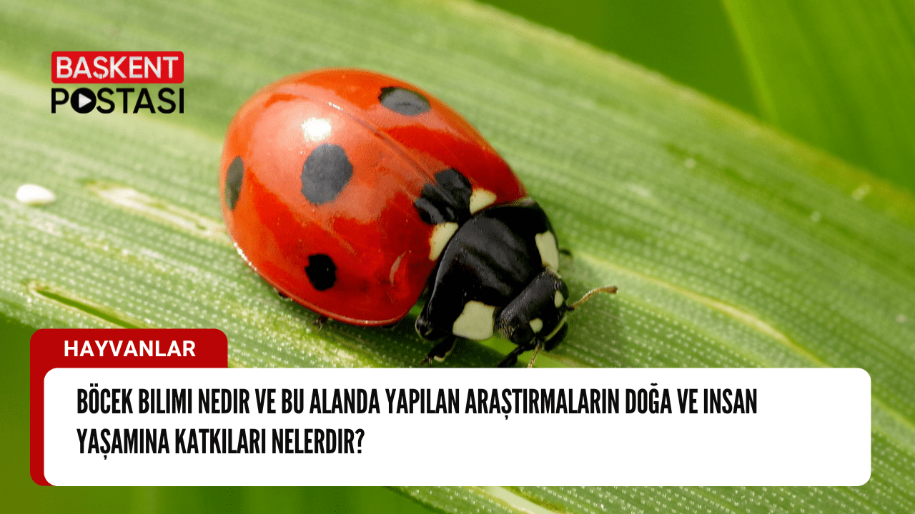 Böcek Bilimi: Doğa ve İnsan Yaşamına Katkıları