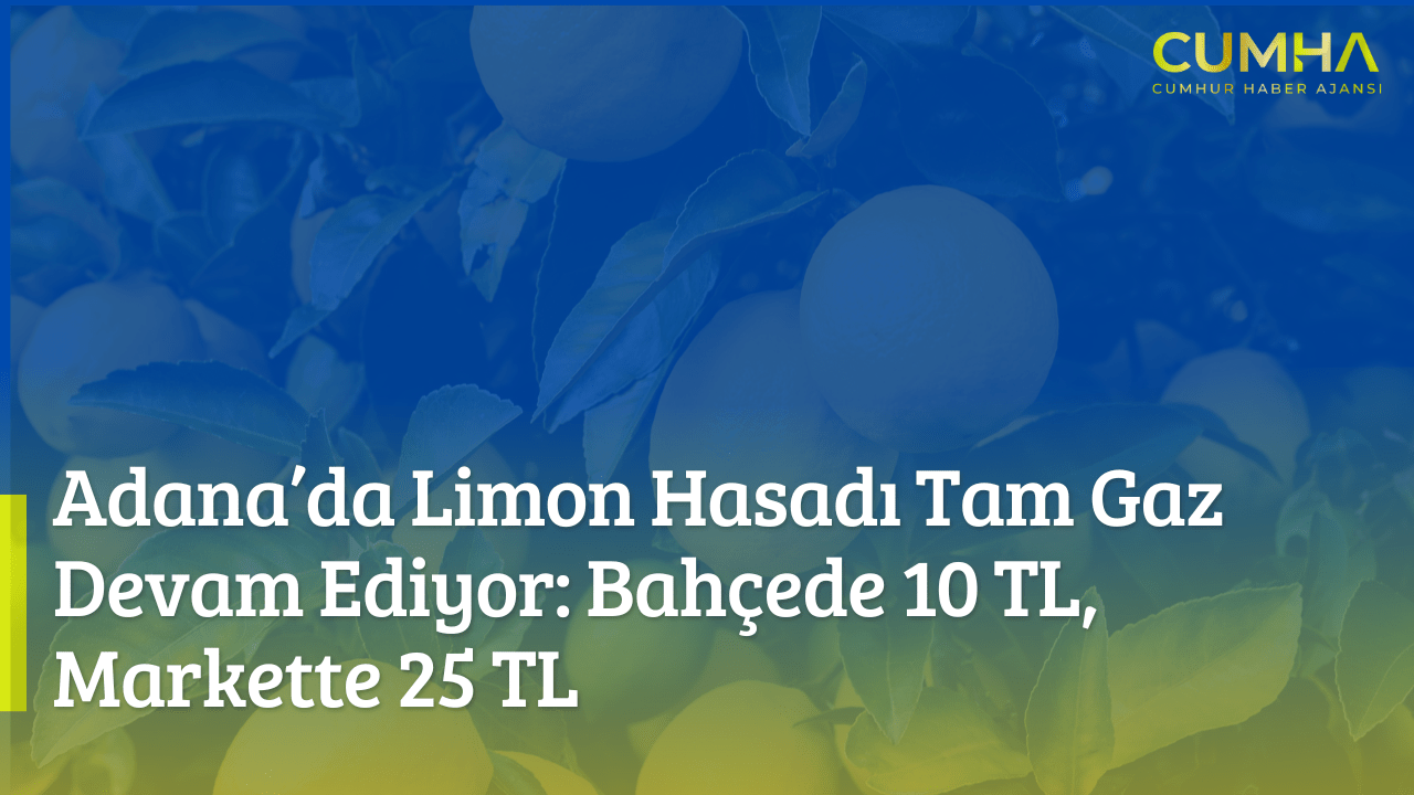 Adana’da Limon Hasadı Tam Gaz Devam Ediyor: Bahçede 10 TL, Markette 25 TL
