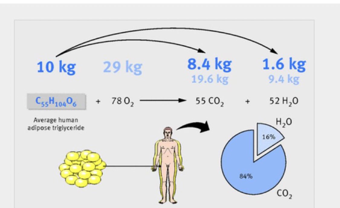 Kilo Verirken Yağlar Nereye Gidiyor? İşte Cevabı!