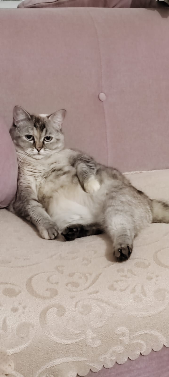 Kedisi olanlar yaşadı...