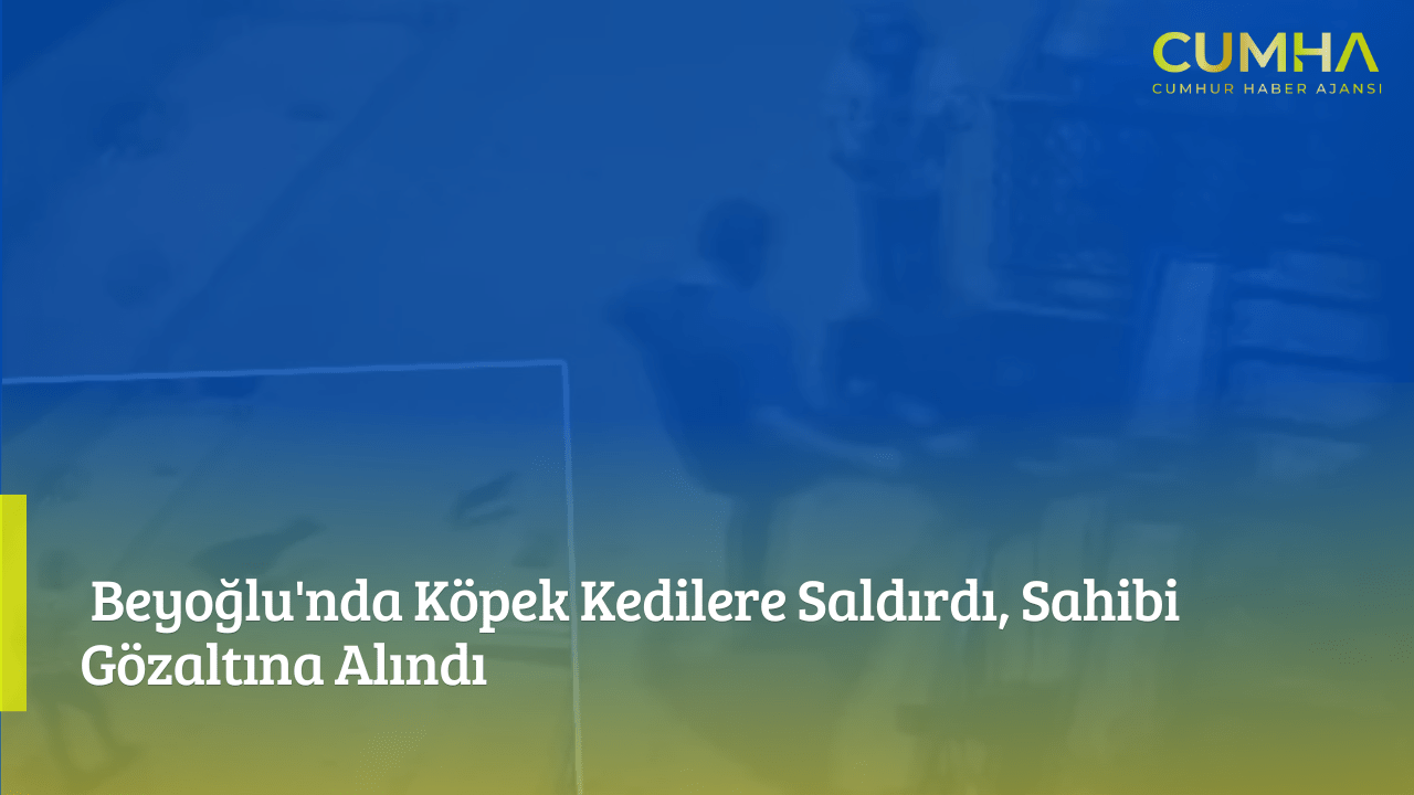 Beyoğlu'nda Köpek Kedilere Saldırdı, Sahibi Gözaltına Alındı