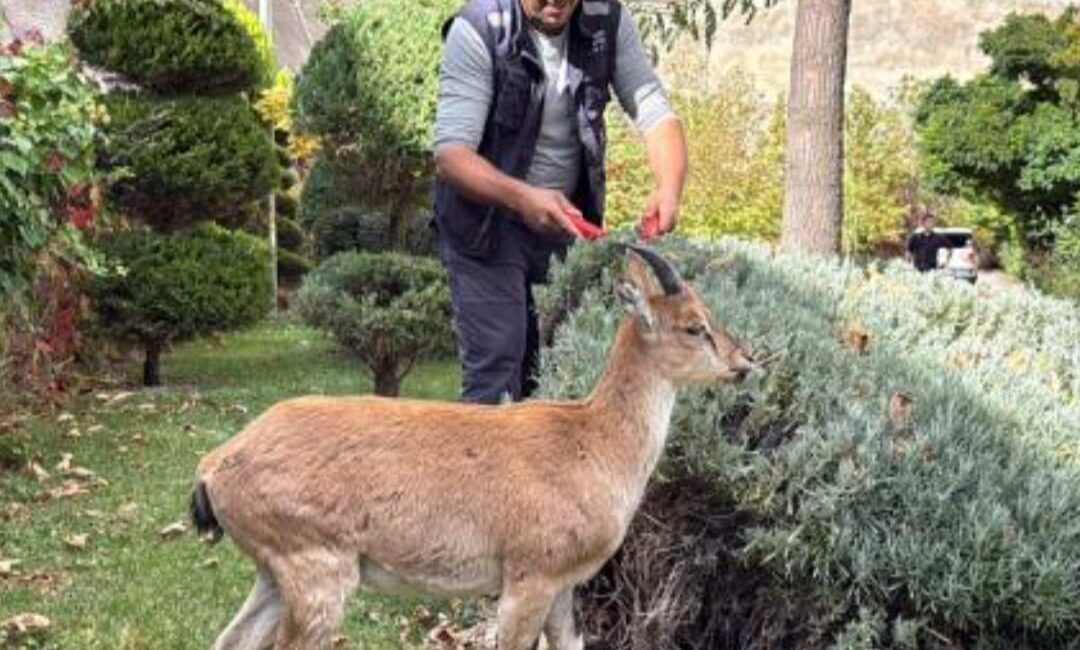 ELAZIĞ'IN PALU İLÇESİNDE YER