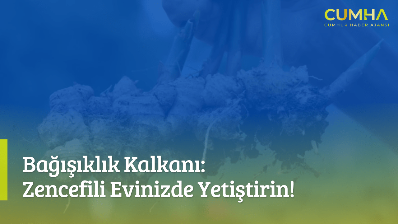 Bağışıklık Kalkanı: Zencefili Evinizde Yetiştirin!