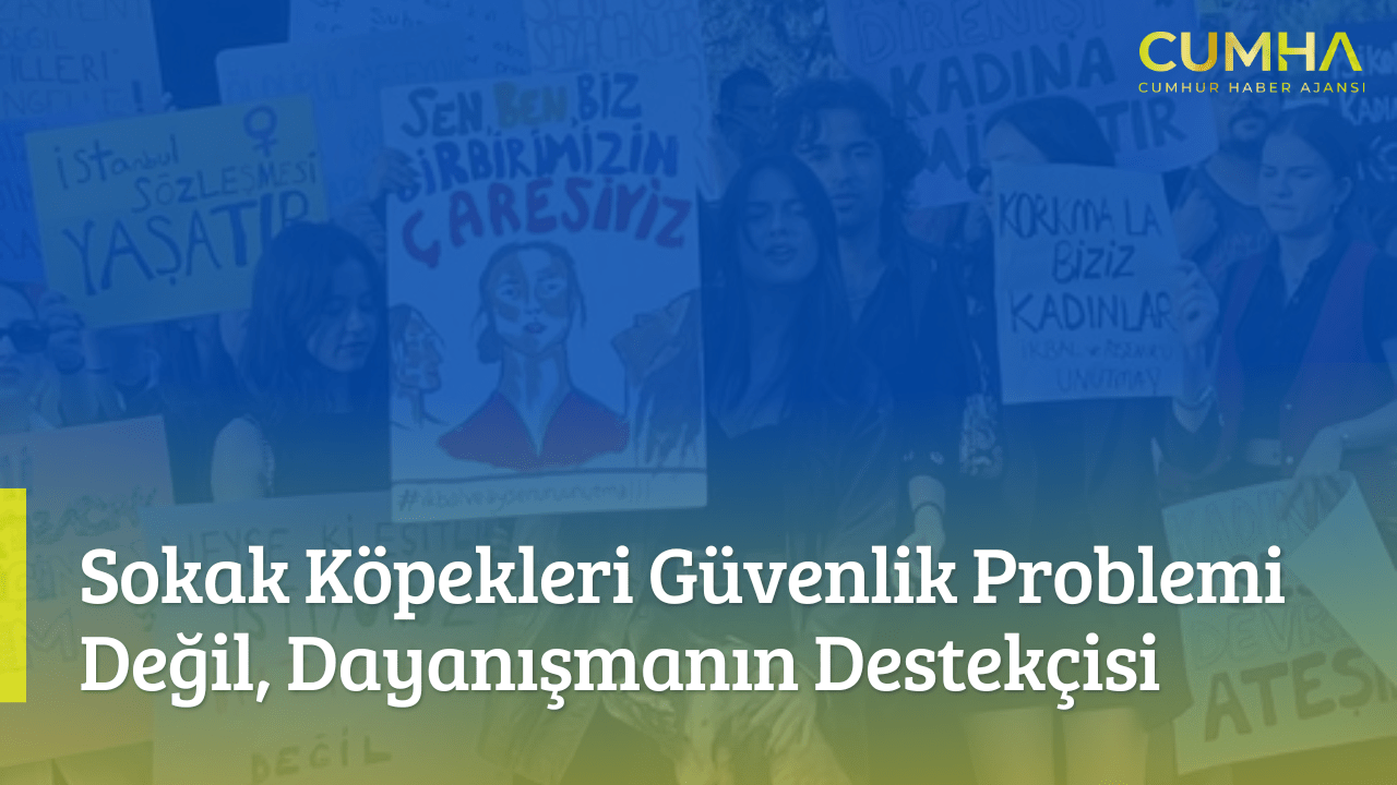Sokak Köpekleri Güvenlik Problemi Değil, Dayanışmanın Destekçisi