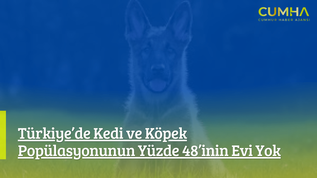 Türkiye’de Kedi ve Köpek Popülasyonunun Yüzde 48’inin Evi Yok