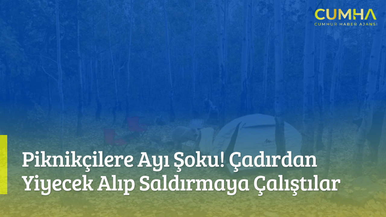 Piknikçilere Ayı Şoku! Çadırdan Yiyecek Alıp Saldırmaya Çalıştılar