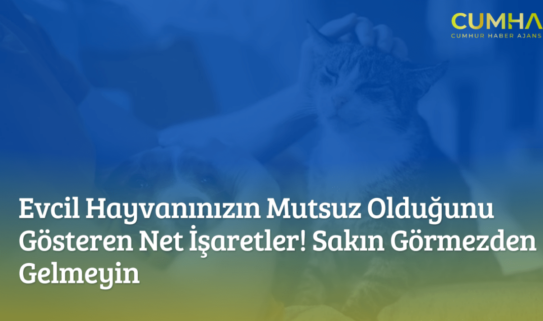 Evcil hayvanlarınızın mutsuz olduğunu