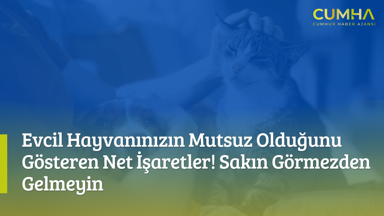 Evcil Hayvanınızın Mutsuz Olduğunu Gösteren Net İşaretler! Sakın Görmezden Gelmeyin