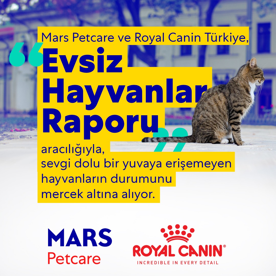 Küresel “Evsiz Hayvanlar Raporu”: Türkiye'de kedi ve köpeklerin yarıya yakının sevgi dolu bir yuvası yok ancak belirli iyileştirmeler sağlanması halinde sahiplenme isteği umut verici