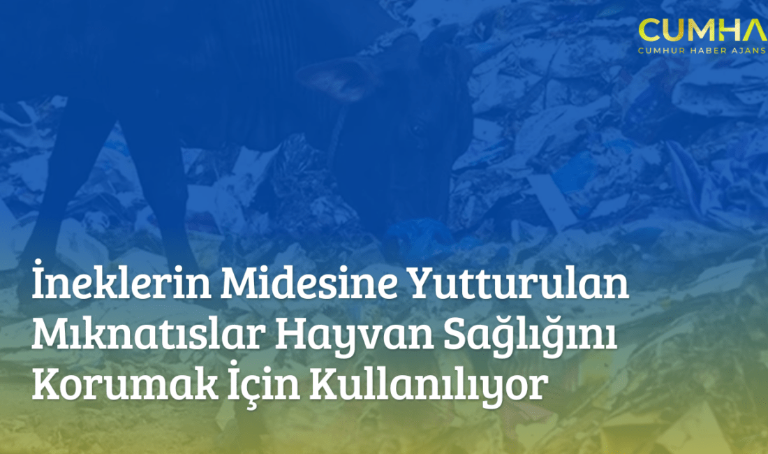 Çiftlik hayvanlarının midelerinde kullanılan