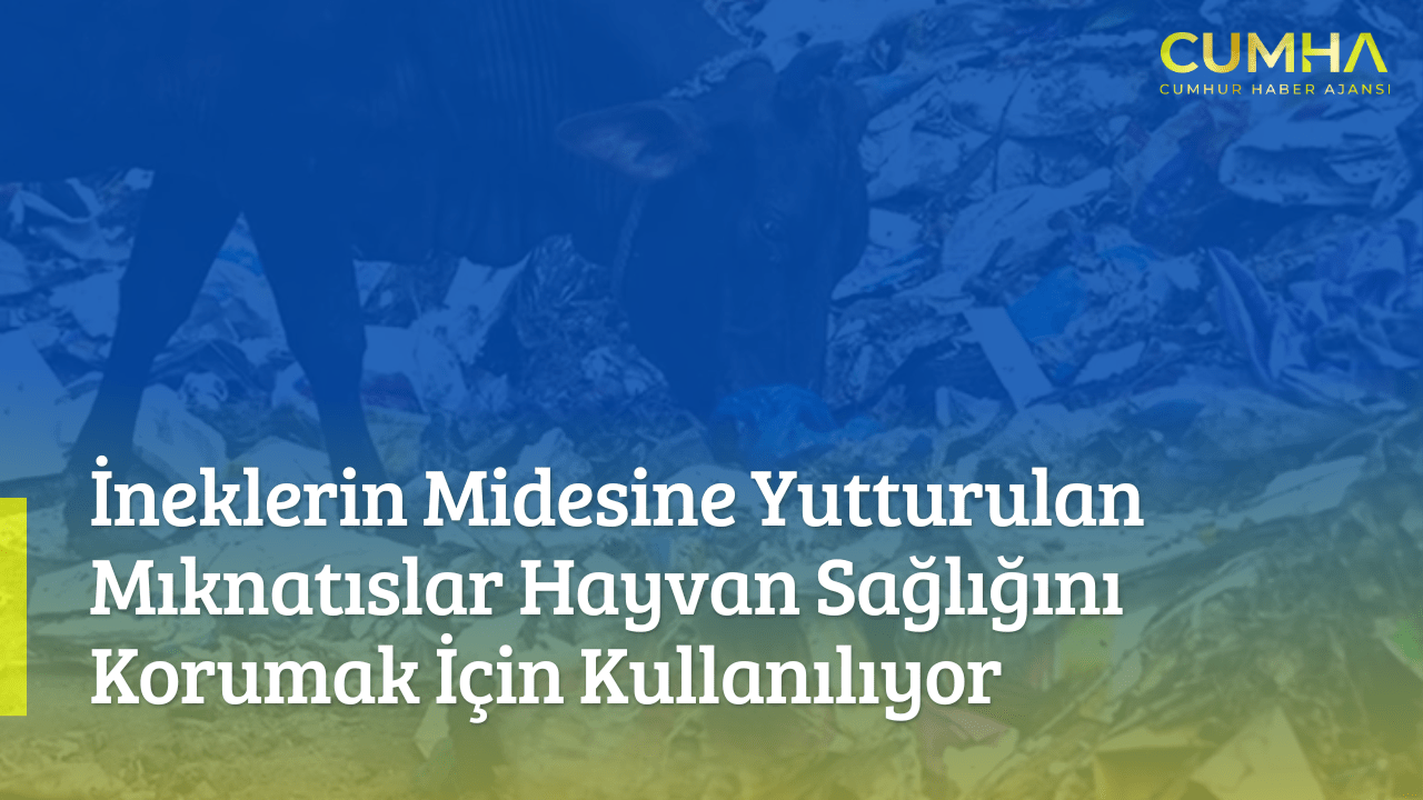 İneklerin Midesine Yutturulan Mıknatıslar Hayvan Sağlığını Korumak İçin Kullanılıyor