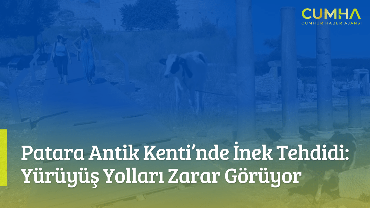 Patara Antik Kenti’nde İnek Tehdidi: Yürüyüş Yolları Zarar Görüyor