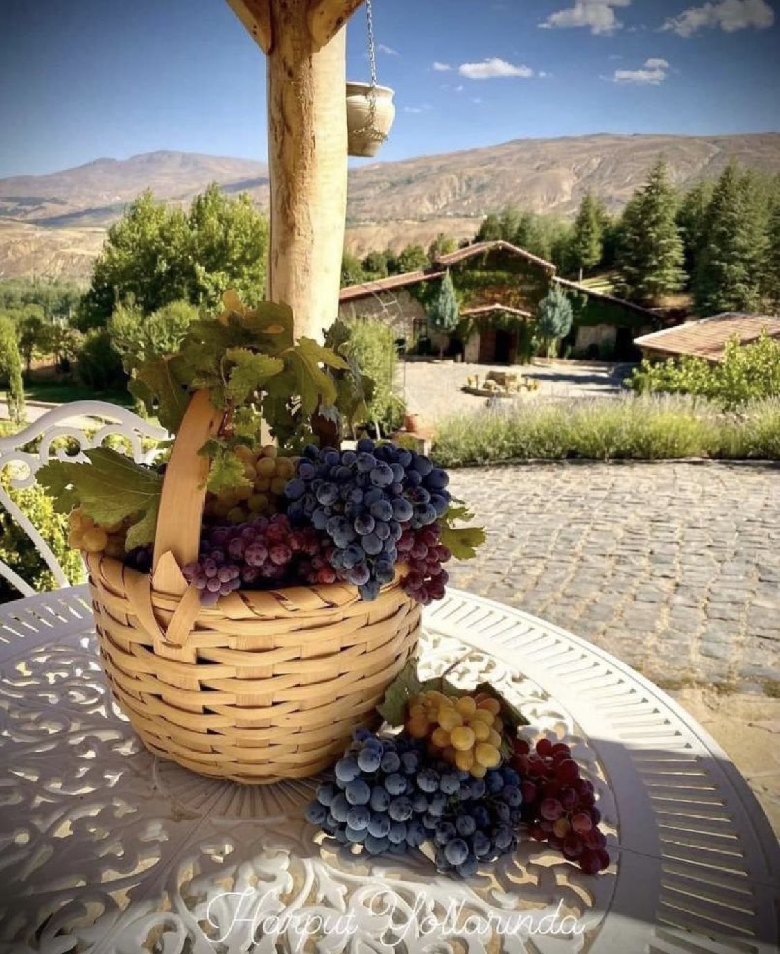 Üzümün Sağlığa Faydaları: Kanserden Alzheimer'a Kalkan