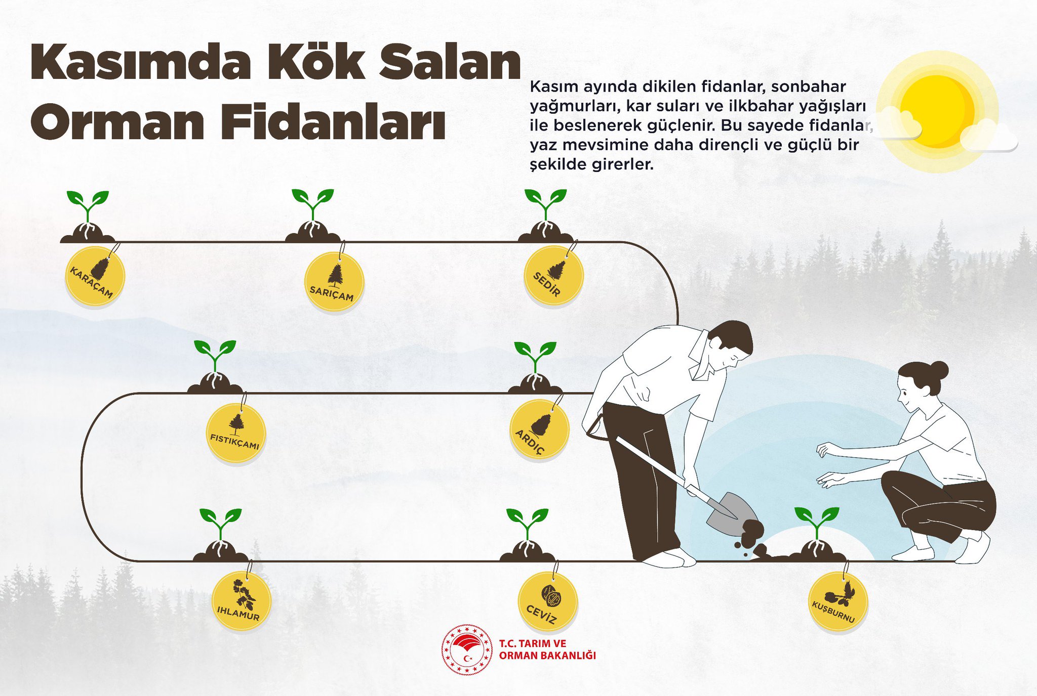 Kasım Ayında Dikilebilecek Orman Fidanları Hangileri?