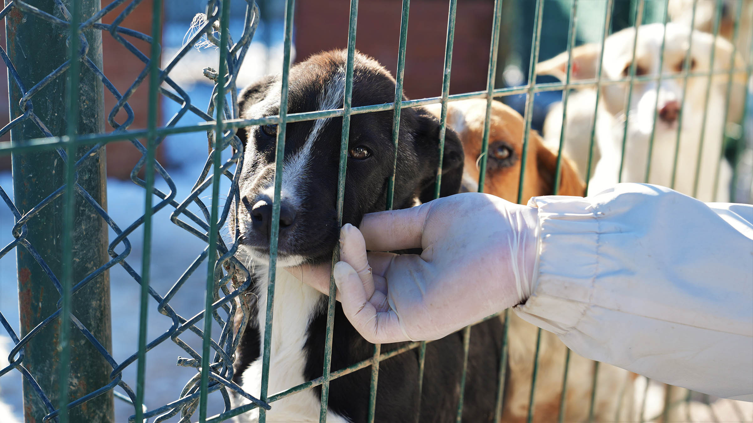 Keçiören Belediyesi Üç Sokak Köpeğini Daha Sıcak Yuvaya Kavuşturdu