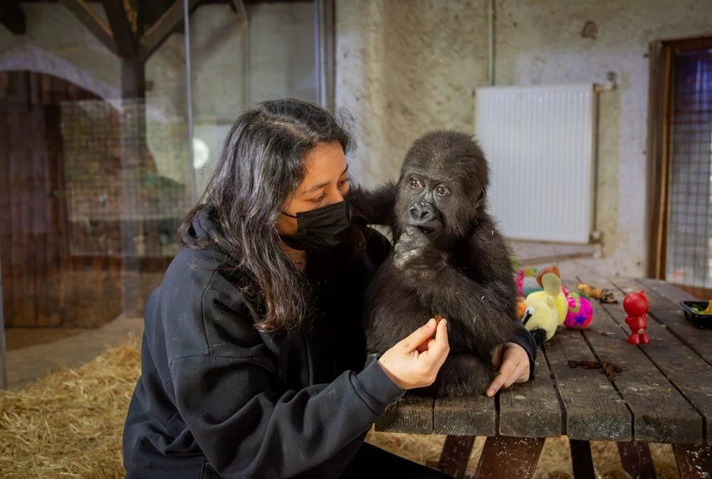 Tarım ve Orman Bakanlığı, İstanbul Havalimanı'nda Ele Geçirilen Yavru Goril İçin İsim Arıyor