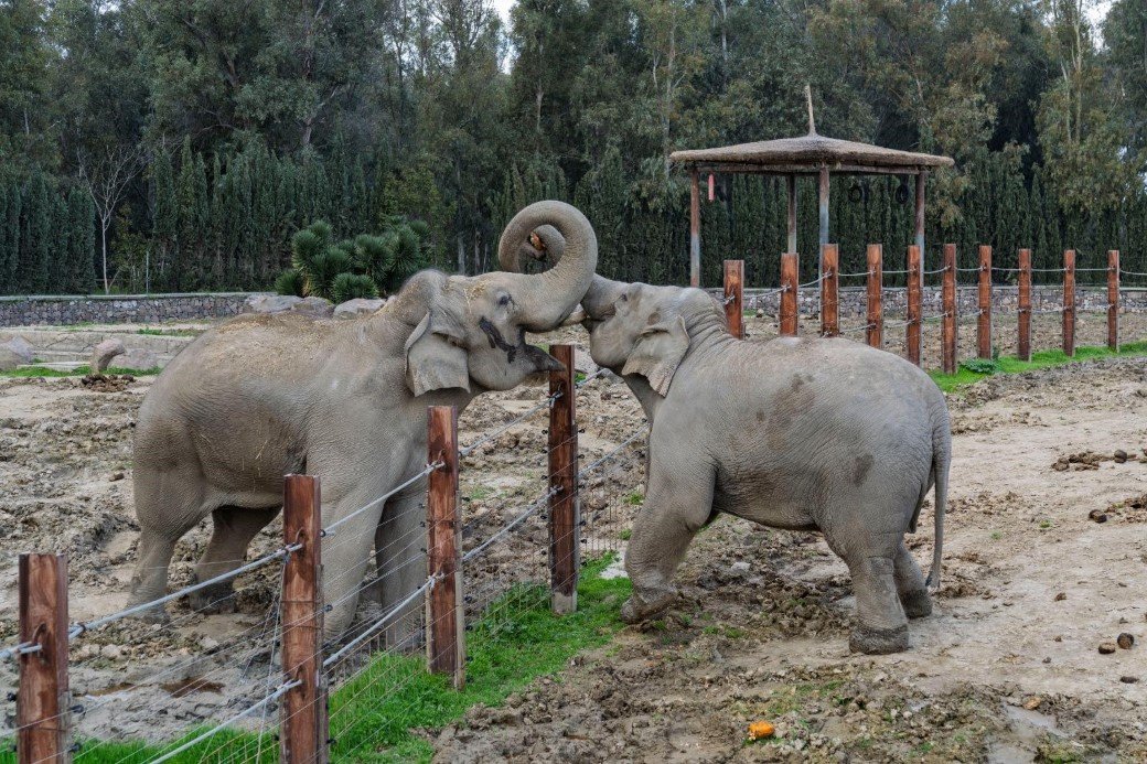 Türkiye’nin İlk Filli İzmir 14 Yaşında!