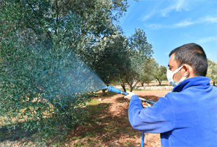 Zeytin üreticisine “ilaç” oldu